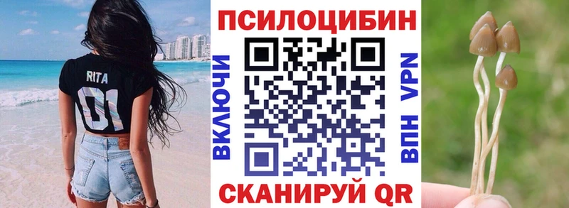 купить   Берёзовский  Псилоцибиновые грибы Psilocybine cubensis 